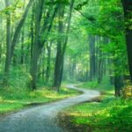 A winding road through the woods with green trees.