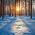 A sun setting in the woods with snow on ground.