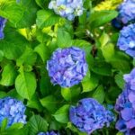 A close up of some purple flowers with green leaves