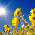 A field of sunflowers under the sun.