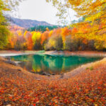 A pond surrounded by trees with leaves on the ground.